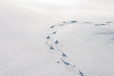 雪中的小动物足迹链照片 正版商用图片1n4ngr 摄图新视界