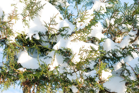 在雪中的毛皮树枝