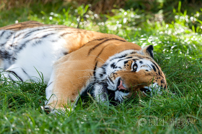 美丽东北虎躺在草丛中休息