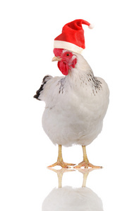 母鸡在圣诞老人帽子