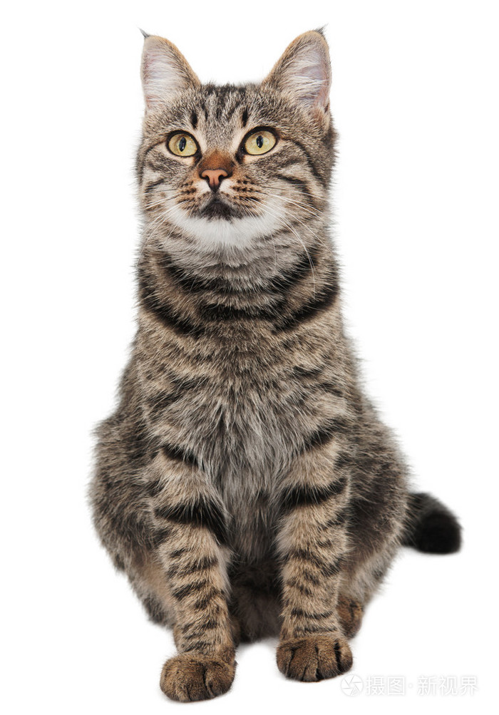 查找的灰色条纹的猫