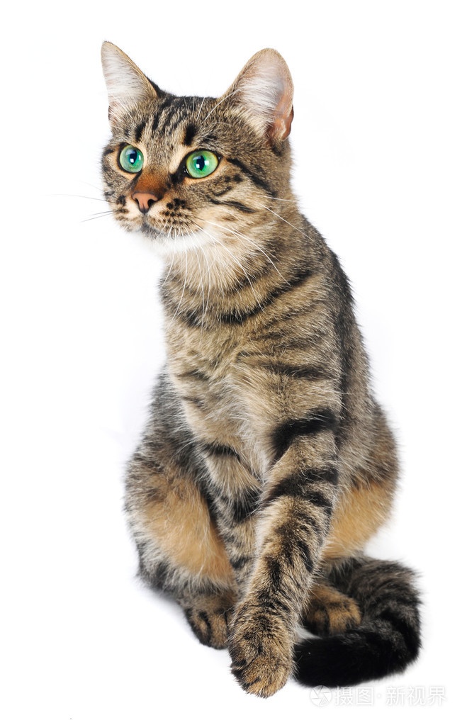在白色背景上的美丽欧洲猫