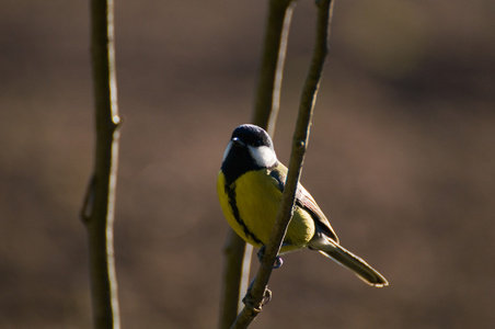 parus 主要