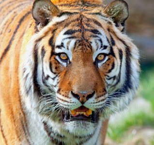 可爱的小虎照片