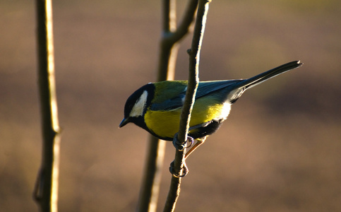 parus 主要