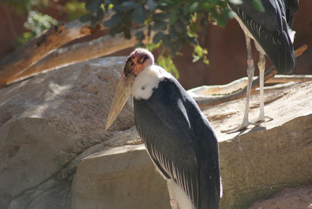 marabou 鹳leptoptilos crumeniferus