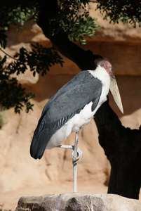 marabou 鹳leptoptilos crumeniferus