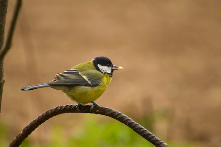 parus 主要