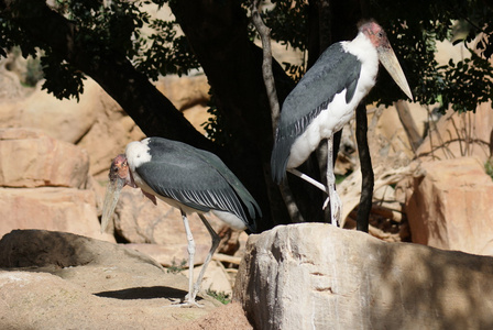 marabou 鹳leptoptilos crumeniferus