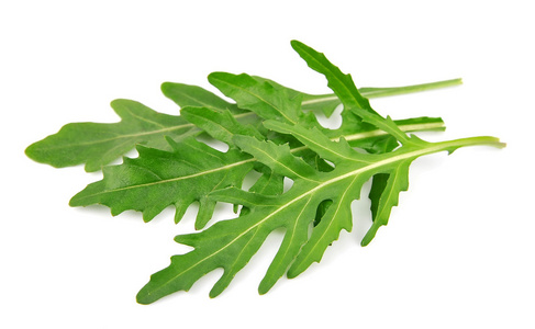 rucola 叶子