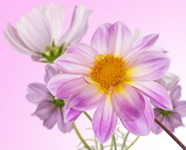 美丽的花朵 card.floral 背景
