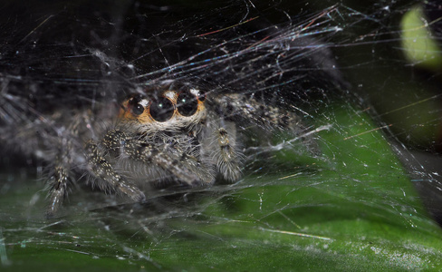 毛蜘蛛图片
