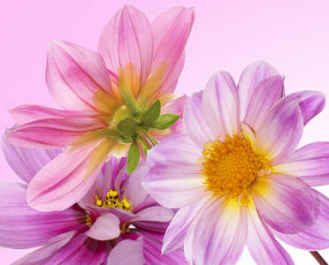 美丽的花朵 card.floral 背景