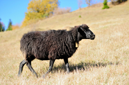 托斯卡纳的字段在一个字段上的羊在南阿尔卑斯山中字段上放牧绵羊在该