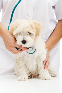兽医护理概念小蓬松狗在体检