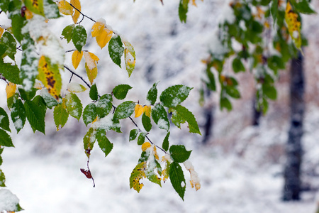 在秋季森林中的第一场雪