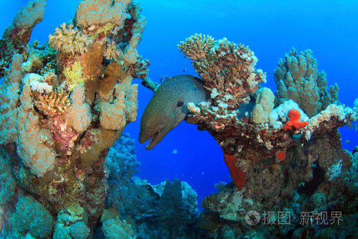海洋生命在红海