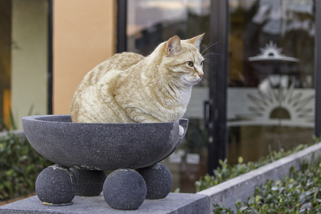 在马耳他猫