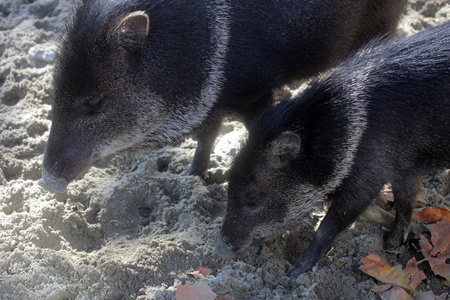 javelina 或 collared 市场