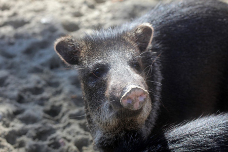 javelina 或 collared 市场