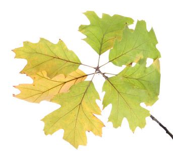 与秋天的黄色树叶，孤立在白色橡木的那枝小树枝