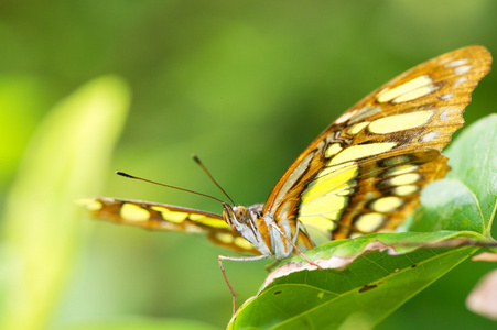 墨西哥 danaus plexippus