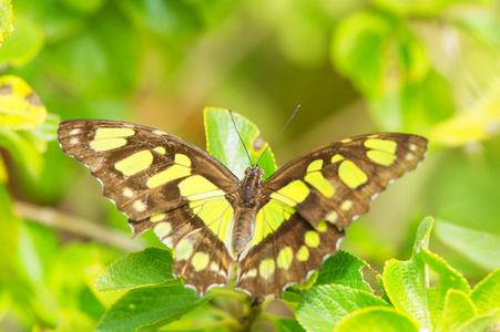 帝王蝶，danaus plexippus 墨西哥