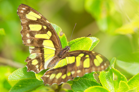 帝王蝶，danaus plexippus 墨西哥