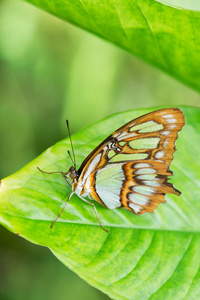 帝王蝶，danaus plexippus 墨西哥