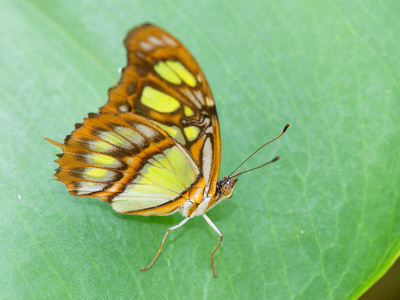 墨西哥 danaus plexippus