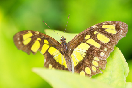 帝王蝶，danaus plexippus 墨西哥