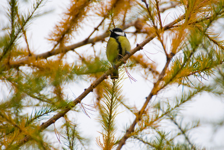 山雀parus 主要