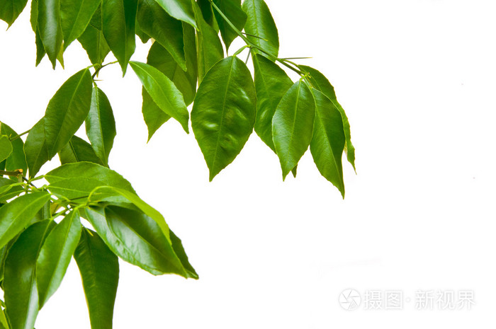 在白色背景上的橘树树叶