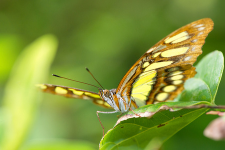 墨西哥 danaus plexippus