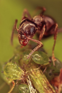 看着一群蚜虫的蚂蚁