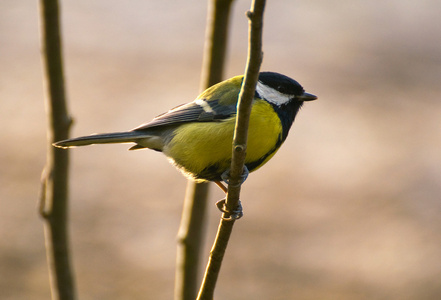 山雀parus 主要