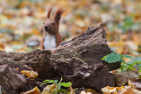 野生松鼠躲在一棵树背后残秋