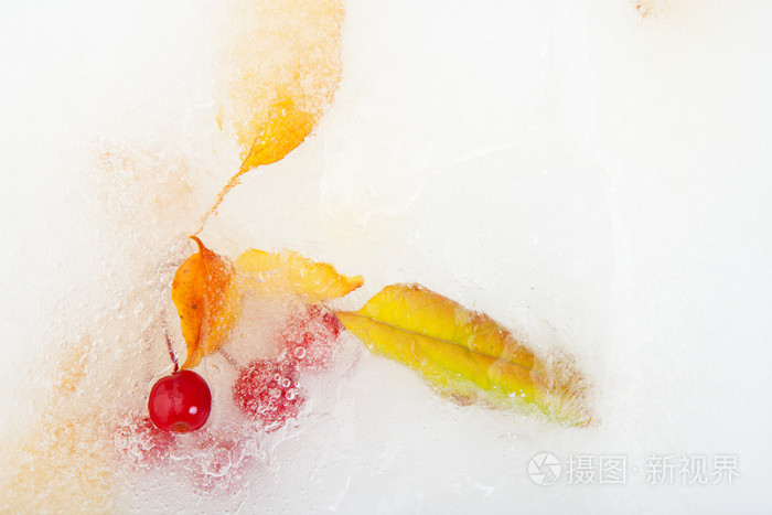 叶  浆果在冰