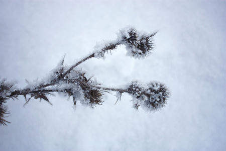 在雪上的干燥花