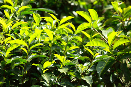 绿茶叶种植园的景观。印度喀拉拉邦，新德里