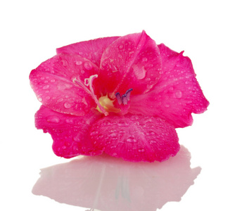 美芽的粉红色唐菖蒲隔离上白色特写