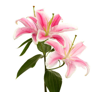 白色上孤立明亮美丽温柔可爱热带夏威夷花夏天的图案热带光粉色百合