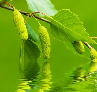 桦木是春天绿色的树叶与环