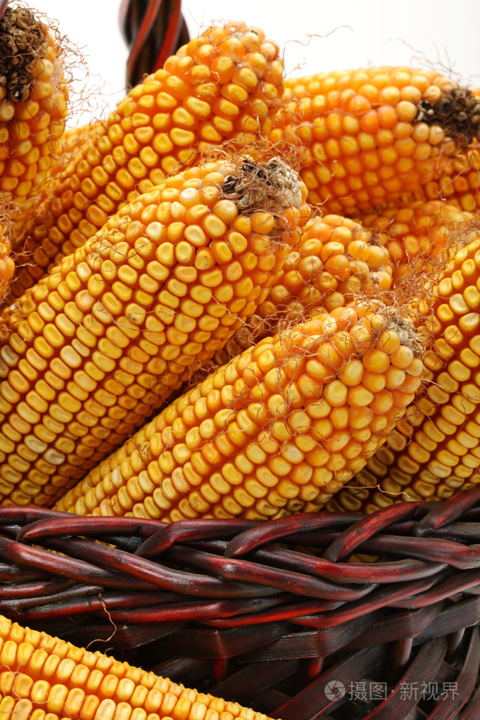 粮食玉米特写