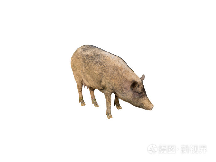 野猪