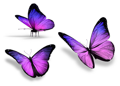 紫蝴蝶的翅膀图片