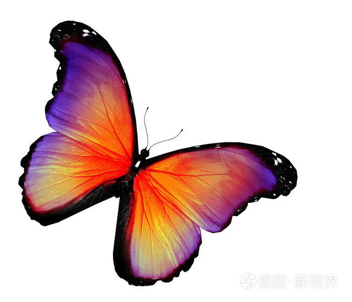 在白色背景上的紫黄色蝴蝶