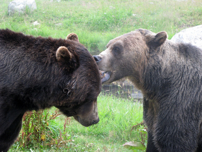 灰熊人居格罗斯山，温哥华，不列颠哥伦比亚省加拿大