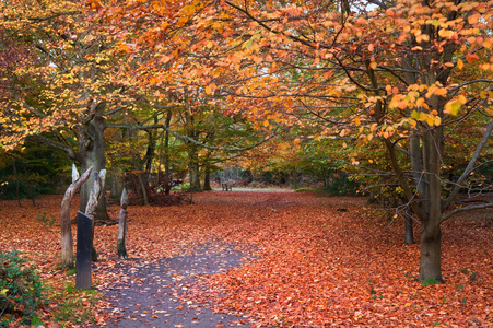 充满活力的秋天秋天森林景观图像