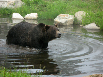 灰熊人居格罗斯山，温哥华，不列颠哥伦比亚省加拿大